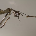 Pterossauro (Fóssil Anhanguera).
