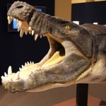 Reconstituição de cabeça de um crocodiliano do Cretáceo de SP.